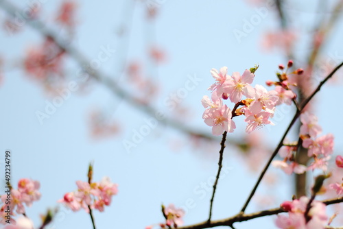 Sakura  Cherry blossoms  tree with beautiful blue sky.