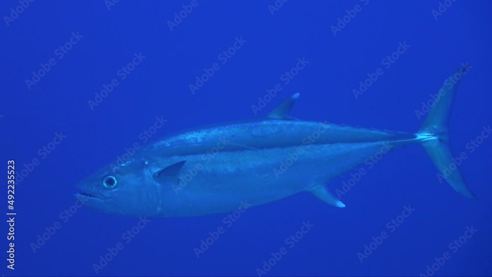 Dogtooth Tuna opening mouth while swimming in the blue ocean Dogtooth Tuna opening mouth while swimming in the blue ocean