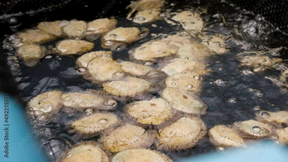 Abalone crawling on black film in aerated tank; highly-prized seafood Abalone crawling on black film in aerated tank; highly-prized seafood