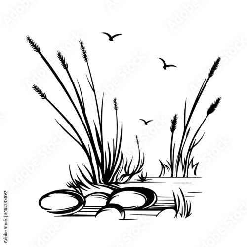 Hand-drawn vector drawing in black outline steppe pampas grass wild reeds