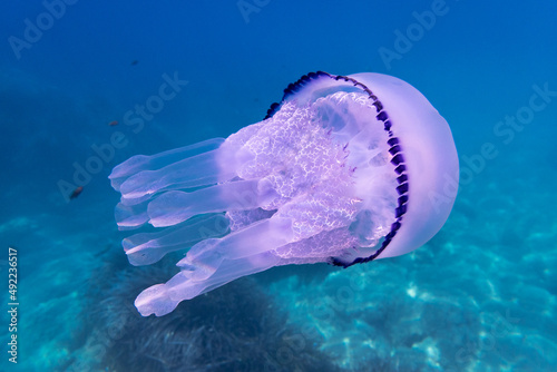 Barrel jellyfish, Rhizostoma pulmo, underwater in the Mediterranean sea, Elba Island, Italy (ID: 492236517)