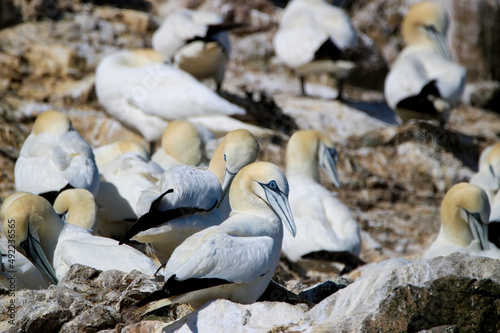 Northern gannets on 7 islands © BenjaminHerquel