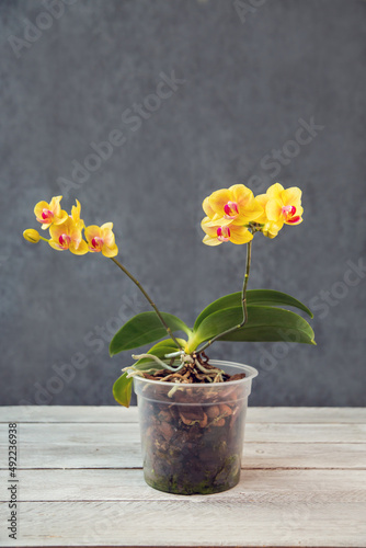 Blooming orchids in pots. Hobbies, floriculture, home flowers, houseplants