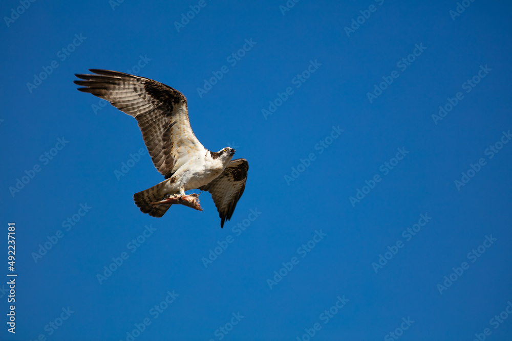 Obraz premium An Osprey Flying Low with a Fish Hanging from its Talons in a Blue Sly