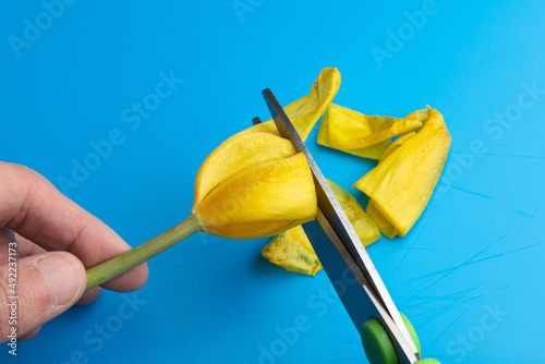 scissor blades cut a yellow tulip bud on a blue background