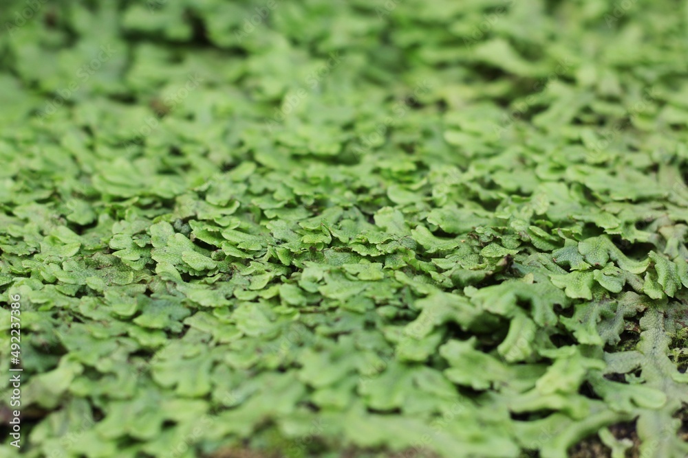 Fototapeta premium green moss background
