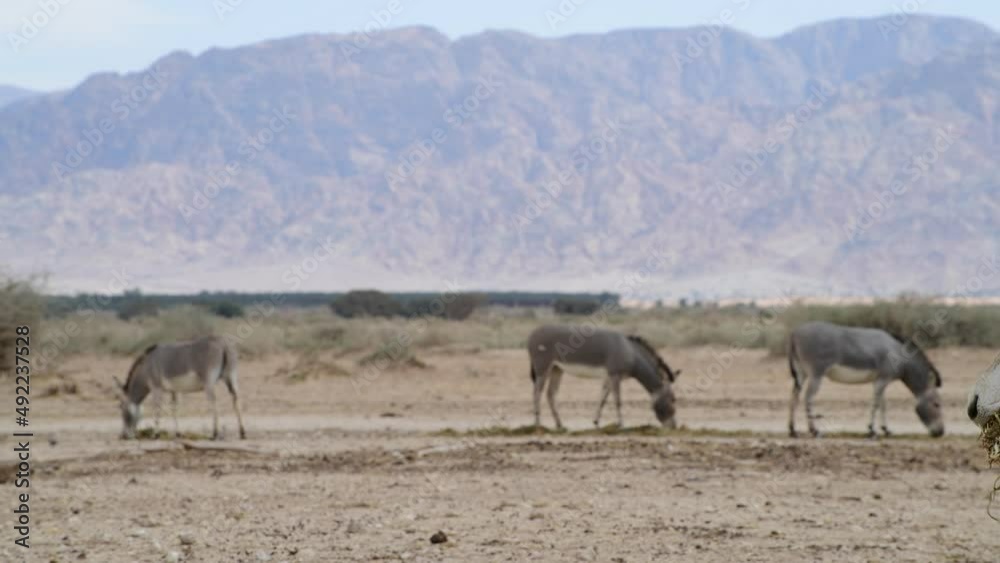 Somali wild donkey (Equus africanus) in nature reserve of the Middle East. This species is extremely rare both in nature and in captivity