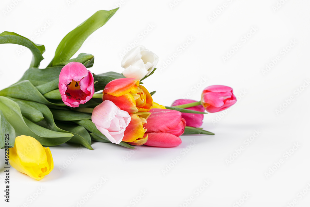 Obraz premium Beautiful, spring tulips on white background