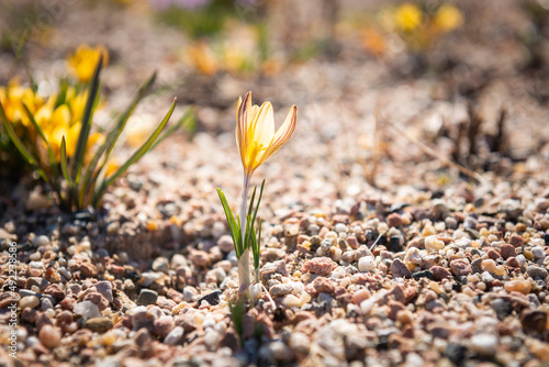 spring crocus flowers yellow closeup in the garden