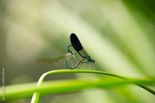 dragonflies reproducing on a leaf

