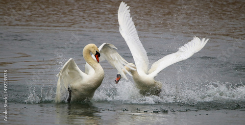 Fototapeta Naklejka Na Ścianę i Meble -  A white swan battle