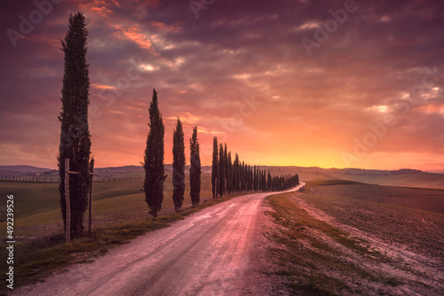 Cypress tree lined road in the countryside of Tuscany, Italy