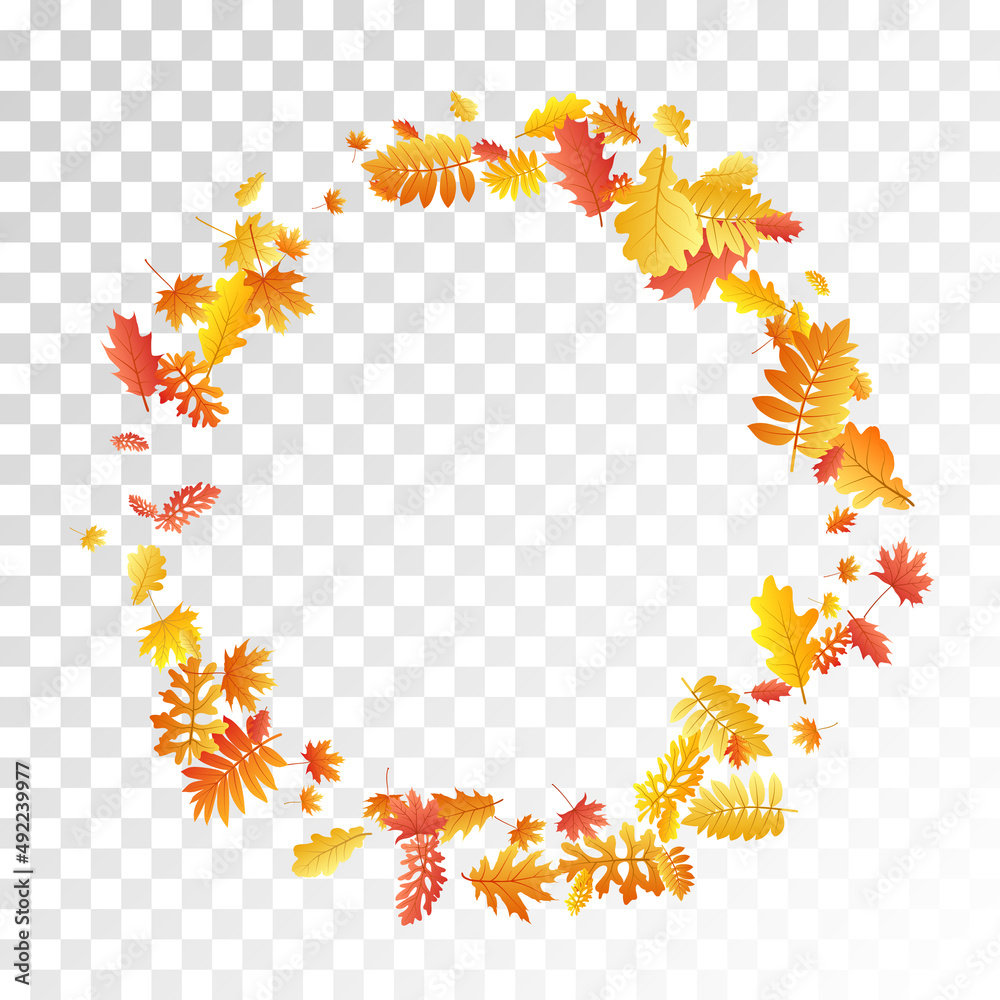 Oak, maple, wild ash rowan leaves vector, autumn foliage on transparent background. Oak, maple, wild ash rowan leaves vector, autumn foliage on transparent background.