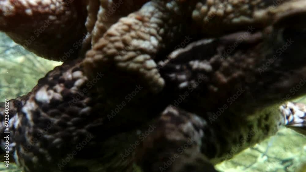 Common toad (Bufo bufo) pair is swimming around the shallow edges of the pond, the gelatinous egg strings tangled in plant stalks. Common toad (Bufo bufo) pair is swimming around the shallow edges of the pond, the gelatinous egg strings tangled in plant stalks.