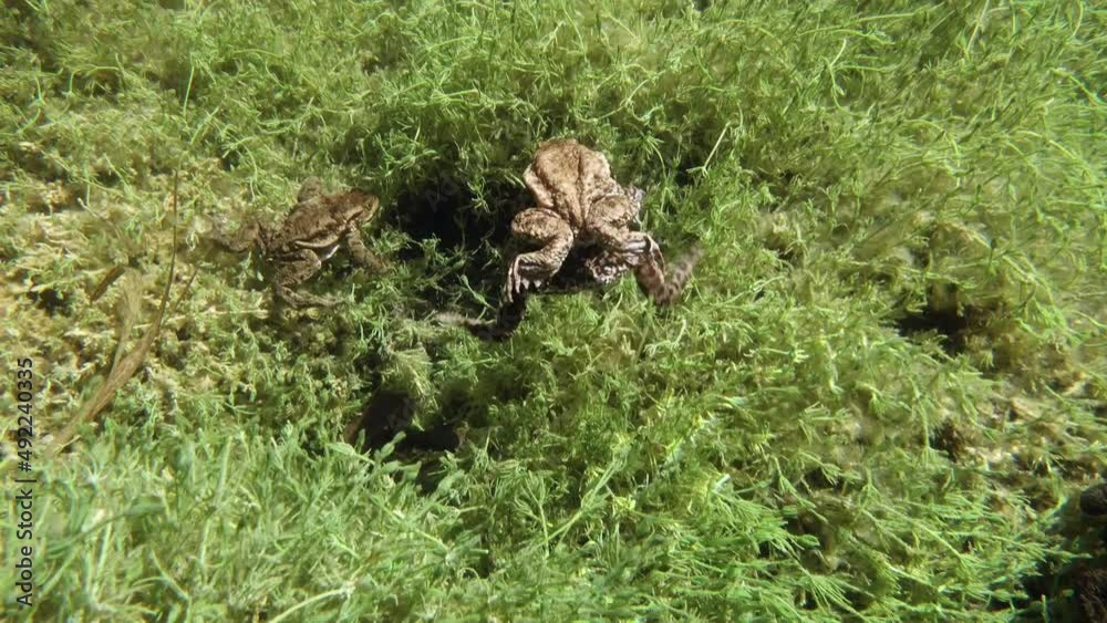 During the breeding time male Common toads (Bufo bufo) in amplexus are swimming in a clear-watered lake. During the breeding time male Common toads (Bufo bufo) in amplexus are swimming in a clear-watered lake.