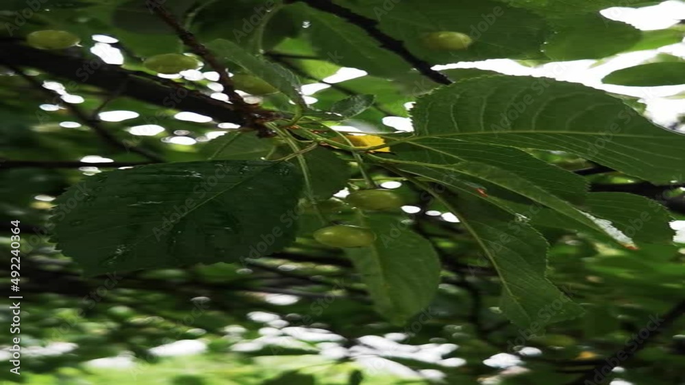 Green cherry on the tree. Raindrops on berries. Bright spring background, vertical video. Concept: Growing food, treating berries for parasites. fruitful tree Green cherry on the tree. Raindrops on berries. Bright spring background, vertical video. Concept: Growing food, treating berries for parasites. fruitful tree