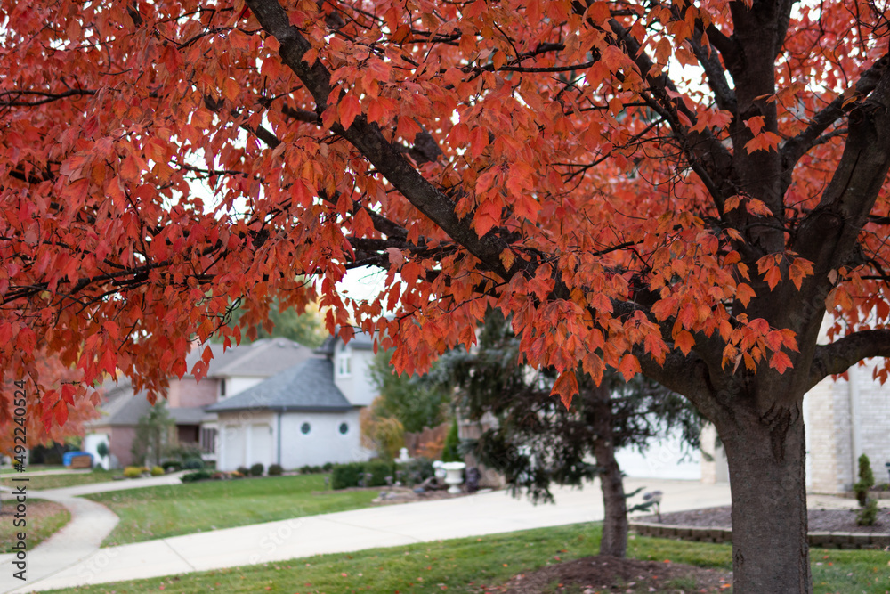 Colorful Autumn Tree along a Beautiful Neighborhood Sidewalk in Illinois