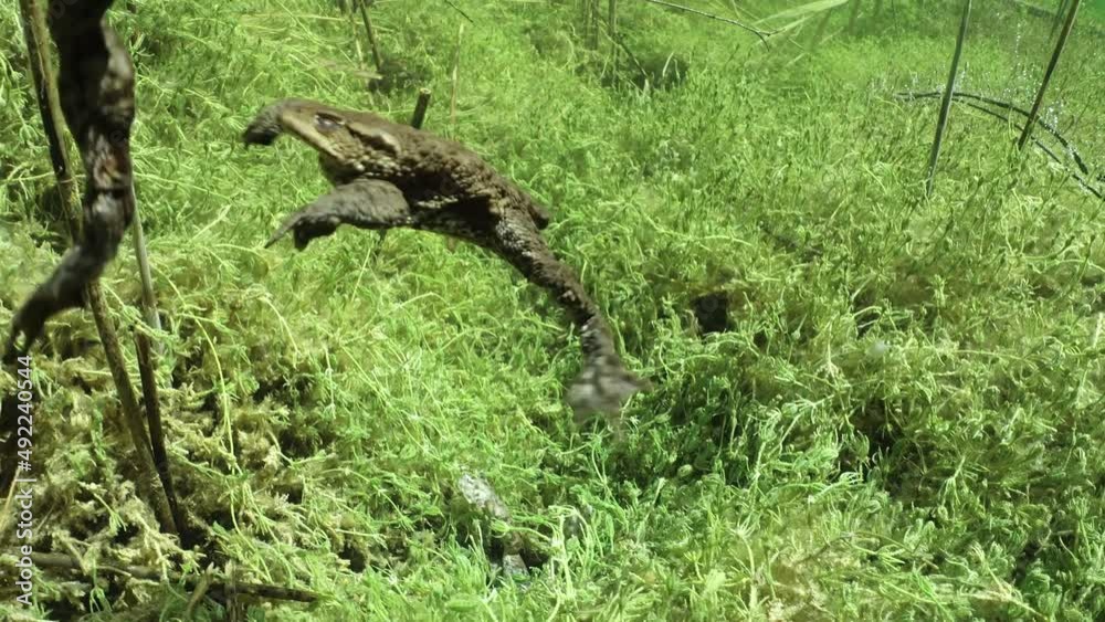 During the breeding time male Common toads (Bufo bufo) are swimming around of clear-watered lake, looking for opportunity to mate. During the breeding time male Common toads (Bufo bufo) are swimming around of clear-watered lake, looking for opportunity to mate.