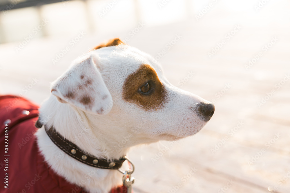 Adorable Jack Russell Terrier outdoors. Portrait of a little dog. Adorable Jack Russell Terrier outdoors. Portrait of a little dog.