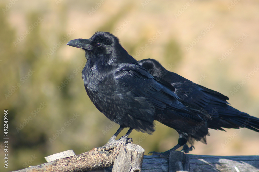 Crows Perched Together on a Fence Post Crows Perched Together on a Fence Post