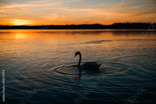 swan on sunset © fafikowiec
