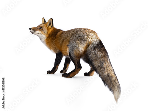 Obraz na plátně Classic red fox aka Vulpes vulpes, standing side ways