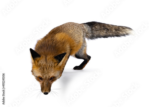 Classic red fox aka Vulpes vulpes, jumping of  edge. Looking down and away from the camera. Isolated on a white background.