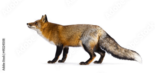Obraz na plátně Classic red fox aka Vulpes vulpes, standing side ways