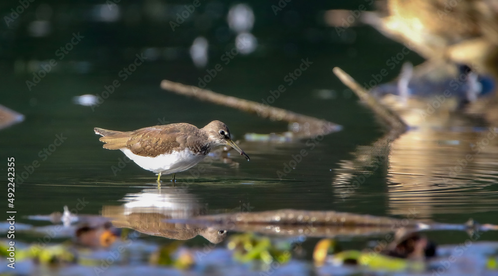 Fototapeta premium Green sandpiper at Rhine