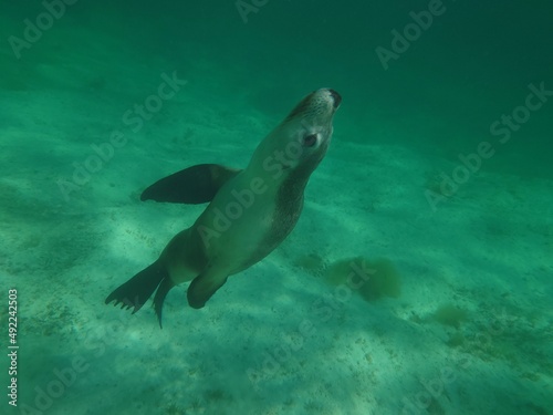 shark swimming