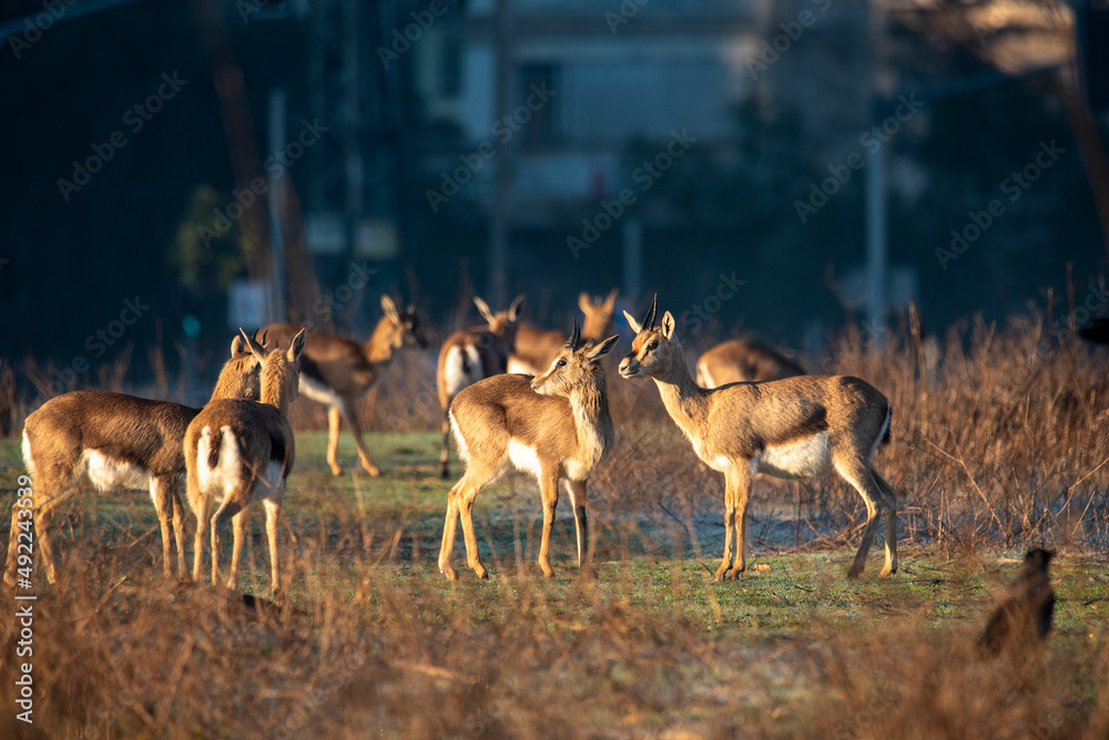 mountain gazelle stands, against a blurred background. In the Deer Valley Nature Reserve, Jerusalem. mountain gazelle stands, against a blurred background. In the Deer Valley Nature Reserve, Jerusalem.