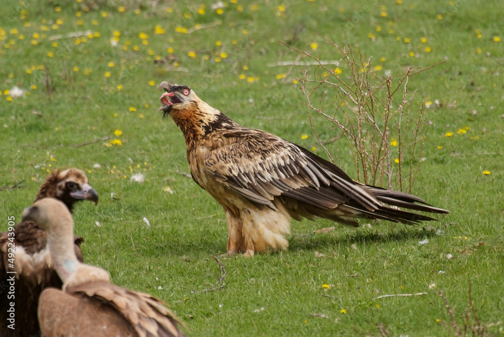 Fototapeta premium Gypaète barbu,.Gypaetus barbatus, Bearded Vulture