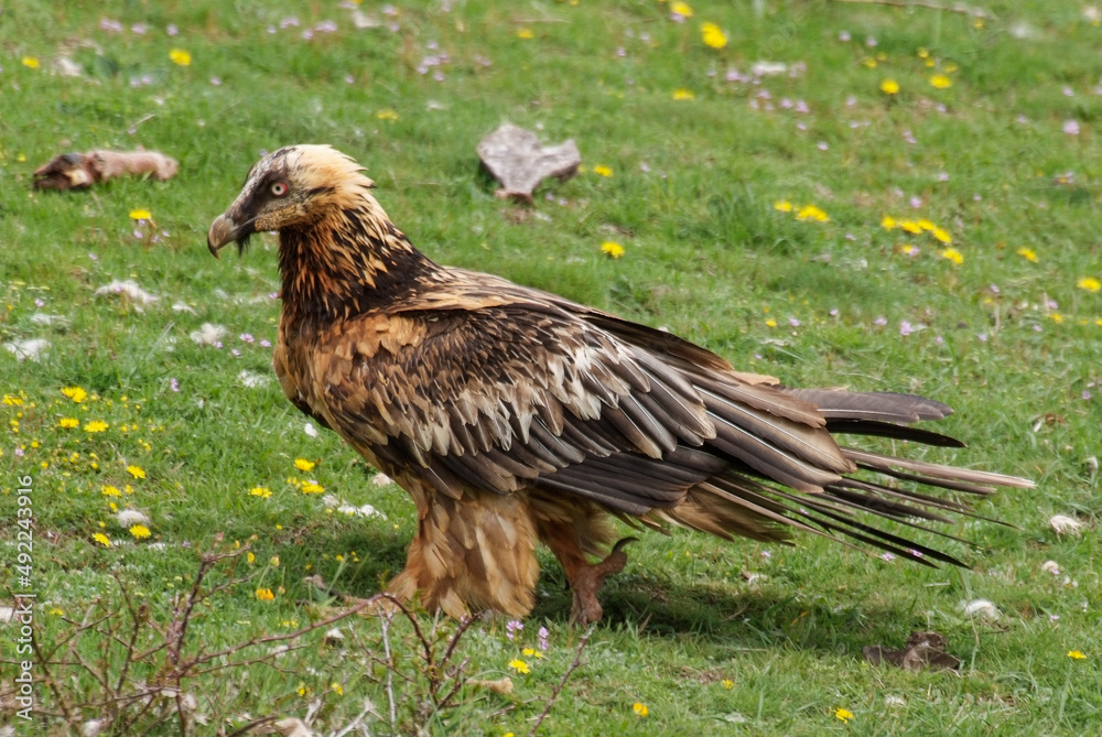 Fototapeta premium Gypaète barbu,.Gypaetus barbatus, Bearded Vulture