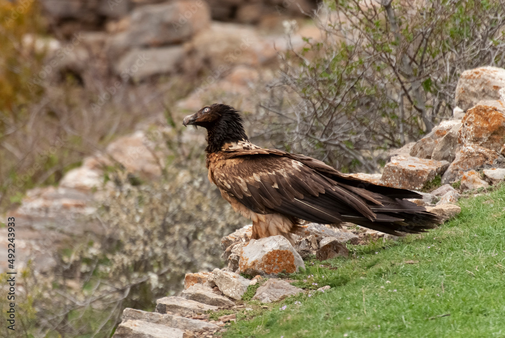 Gypaète barbu, .Gypaetus barbatus, Bearded Vulture Gypaète barbu, .Gypaetus barbatus, Bearded Vulture