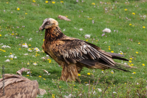 Gypa  te barbu .Gypaetus barbatus  Bearded Vulture