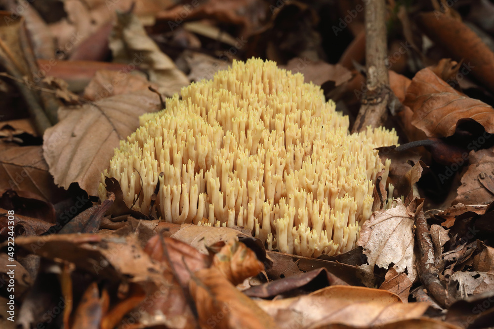 A cluster of Strict-branch Coral growing in a forest in autumn
A cluster of Strict-branch Coral growing in a forest in autumn