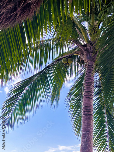 coconut palm tree