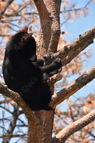Very Cute Black Bear Cub Sitting in a Tree
