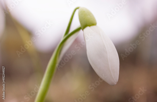 Snowdrops macro, the first flowers of spring