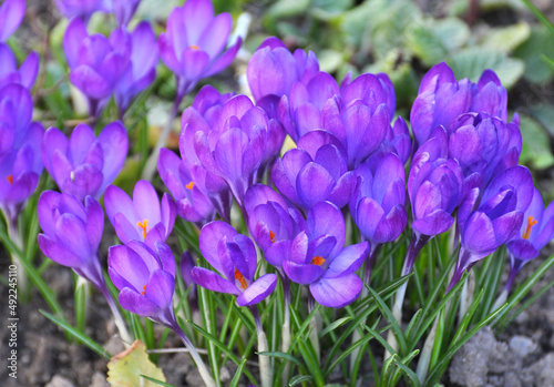 Fototapeta Naklejka Na Ścianę i Meble -  In nature, crocuses bloom in spring
