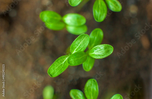 Young green plants in soil