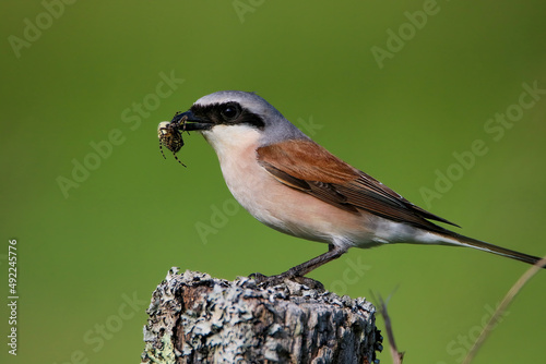 red-backed shrike with what was a spider photo