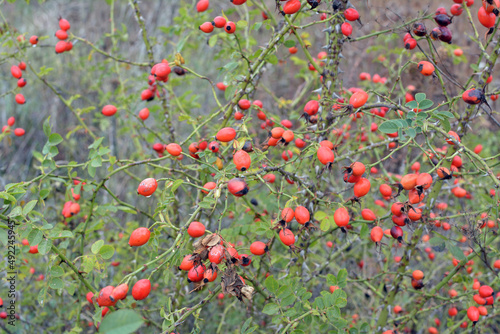 Berries ripen on the branch of a dog rose bush