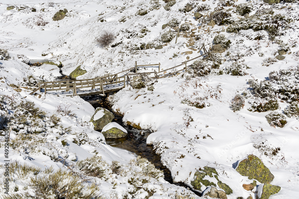 Fototapeta premium snow covered trees in the mountains of guadarrama national park, in Madrid