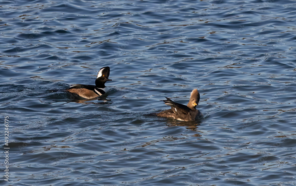 Pair of Hooded Merganser ducks peering into the sky