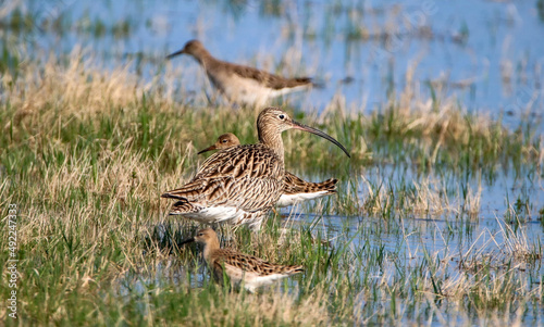 Eurasian curlew with ruff photo