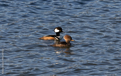 These Hooded Merganser ducks are once again heading in the right direction, hopefully.