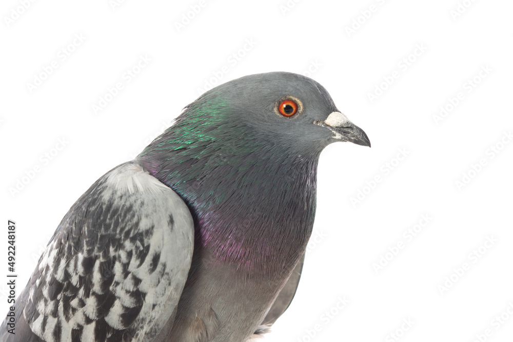 Grey city pigeon. Isolated on white background. Close up Grey dove Grey city pigeon. Isolated on white background. Close up Grey dove