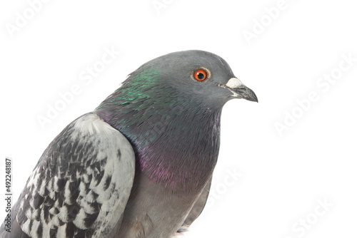 Grey city pigeon. Isolated on white background. Close up Grey dove