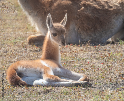 Baby guanaco resting next tp its mother on the grasslands of the  Patagonia National Park, Chile